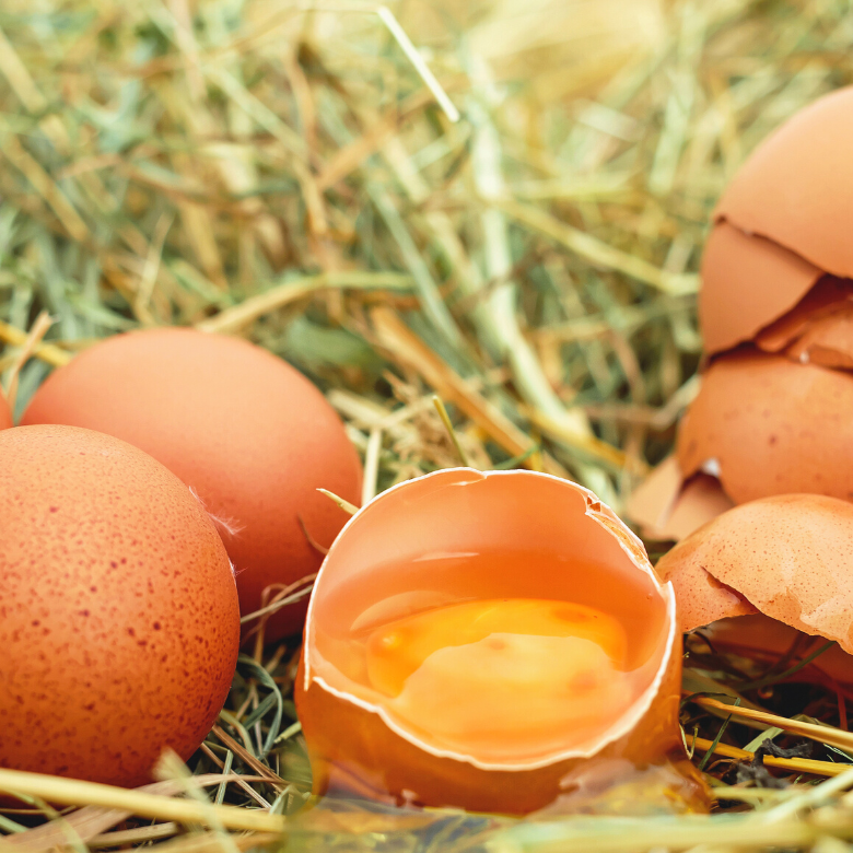 Hal Yang Wajib Diperhatikan Saat Proses Panen Telur Ayam